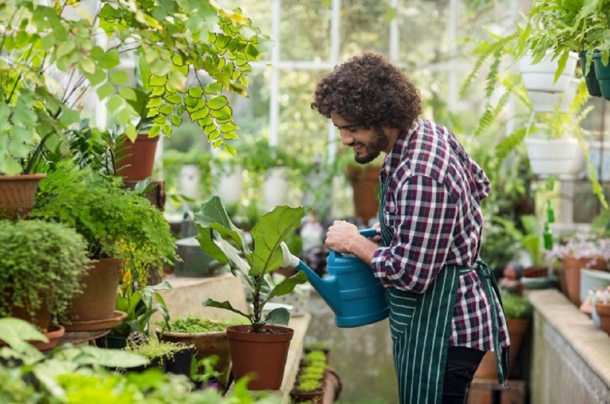 Man watering the plants in a greenhouse