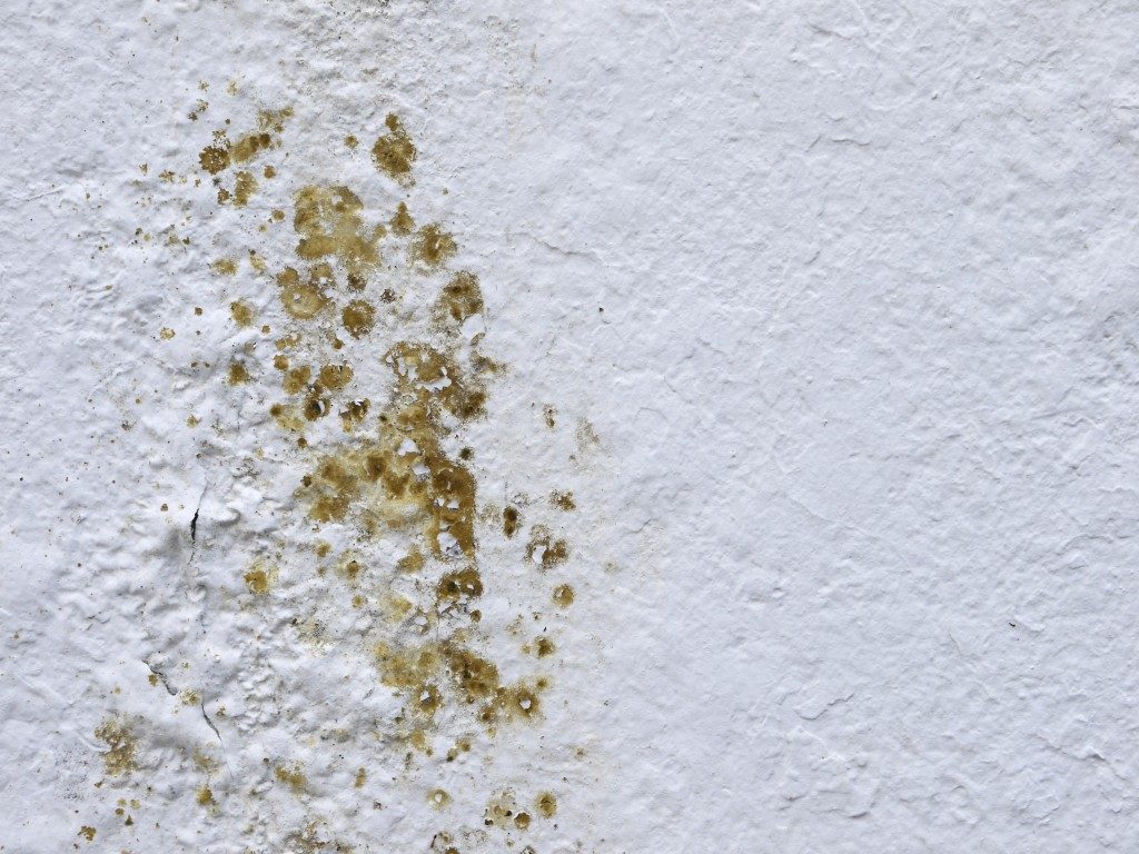 mold in the wall