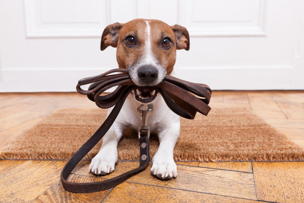 Dog with leather leash waiting to go for a walk