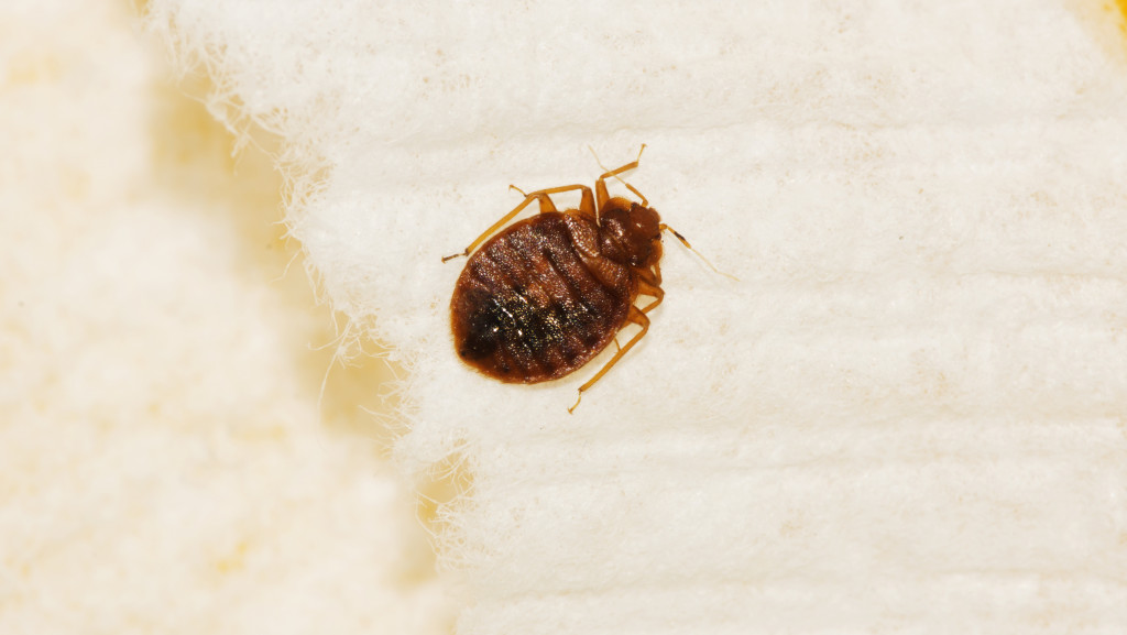 bedbug on cloth
