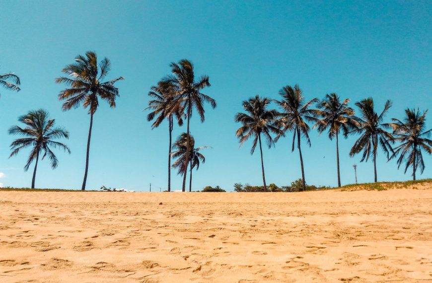Coconut Trees on Brown Sand